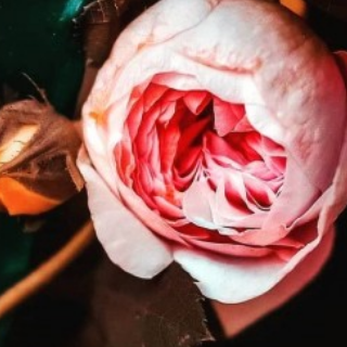 دانه عفانه