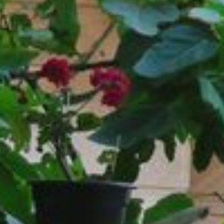 Amany Alnahas