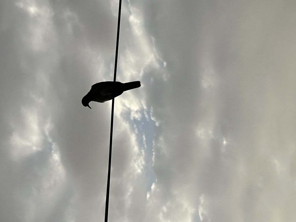 امل الحازمي