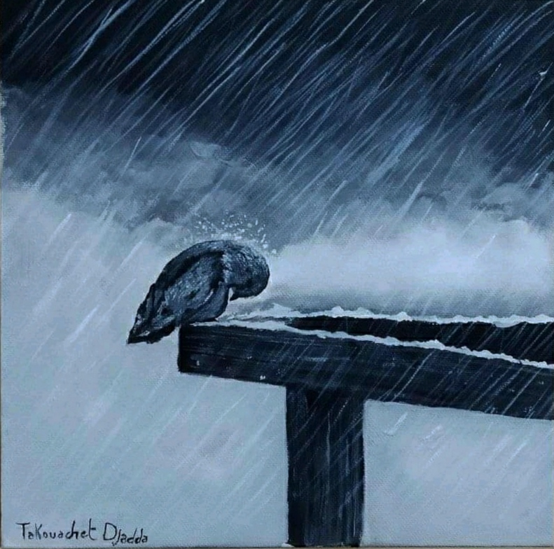 جدة تكواشت