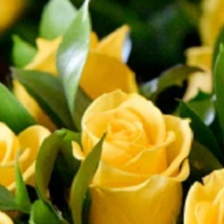 صفاء صفاء