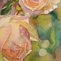 Roses Tenderness