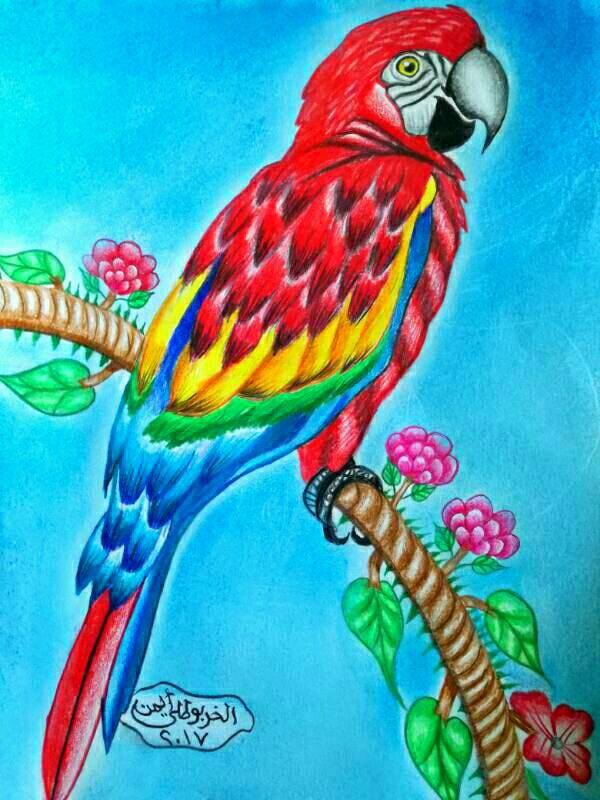 The parrot
