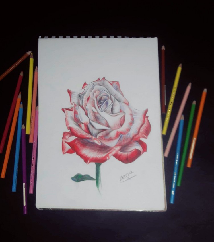 Red Rose