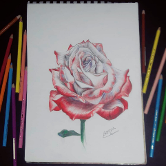 Red Rose