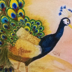 peacock