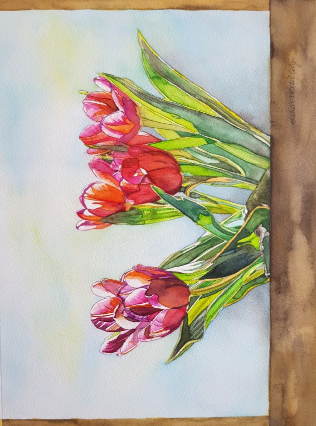 Tulips