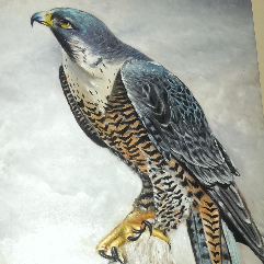 Falcon