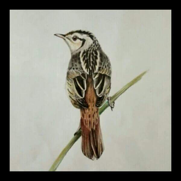 From nature