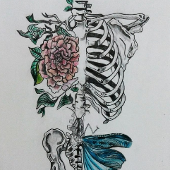 Lovely Anatomic Skeleton