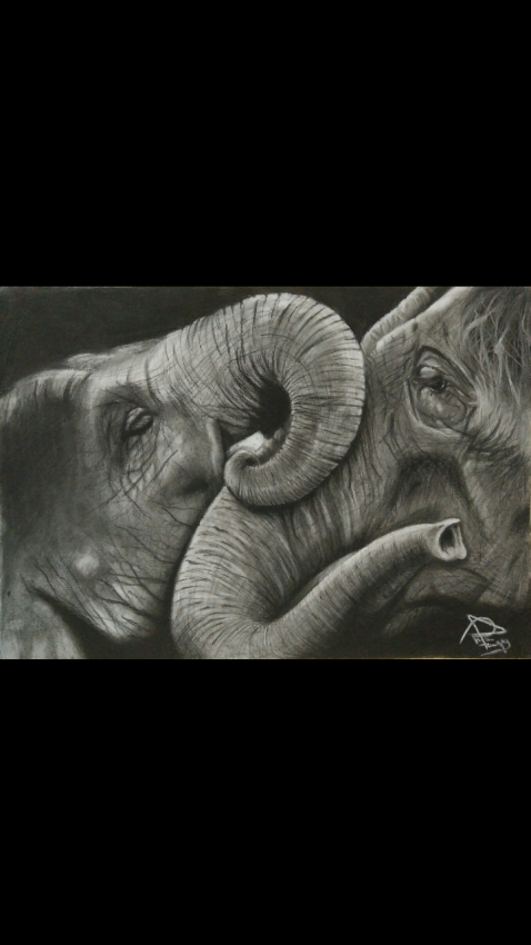 Elephants