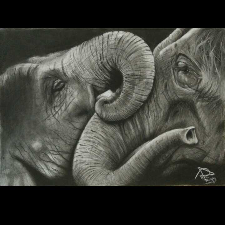 Elephants