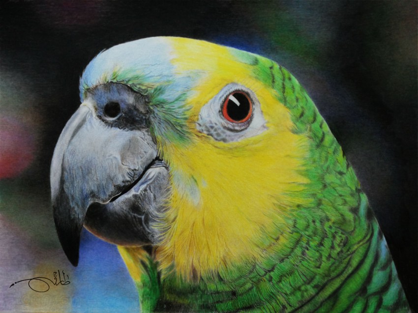 Love Bird