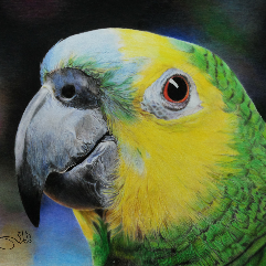 Love Bird