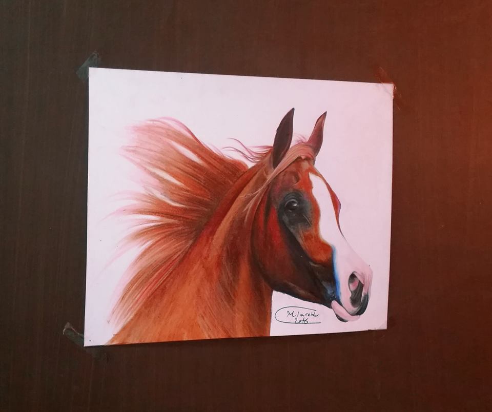 Wild Horse