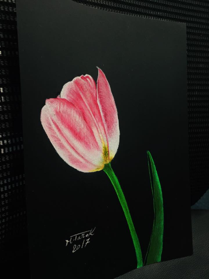 Beautiful Tulip