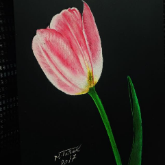 Beautiful Tulip