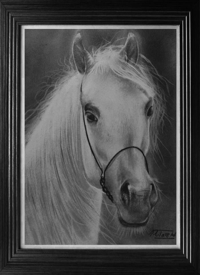 Arabian Horse