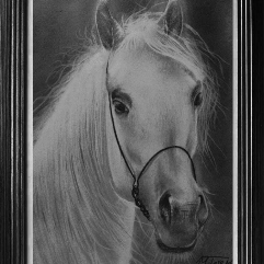 Arabian Horse