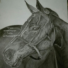 The Horse's Stare