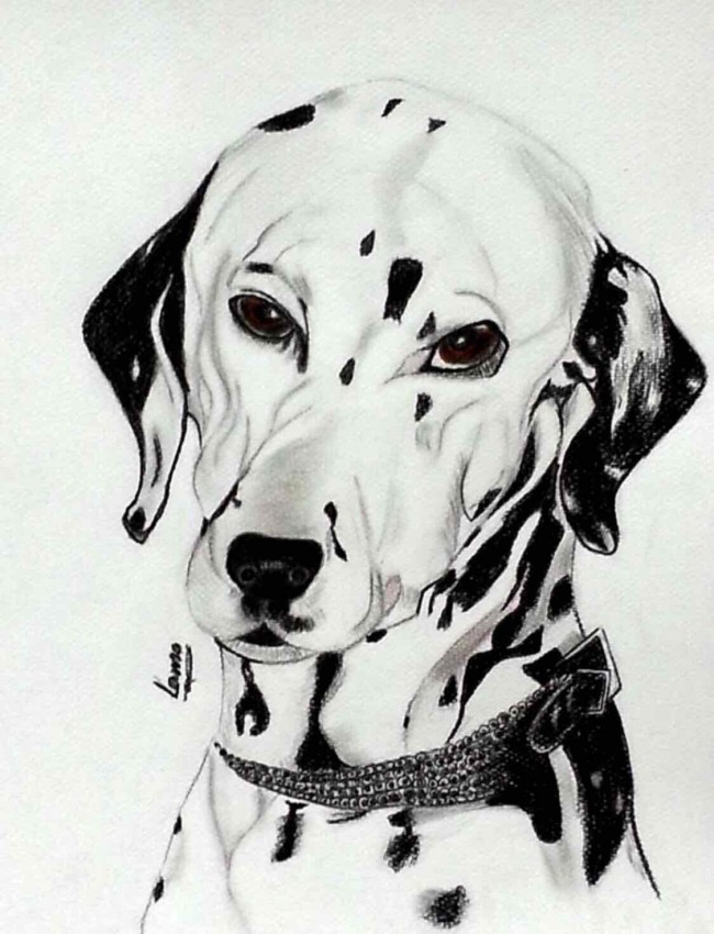 Dalmatians