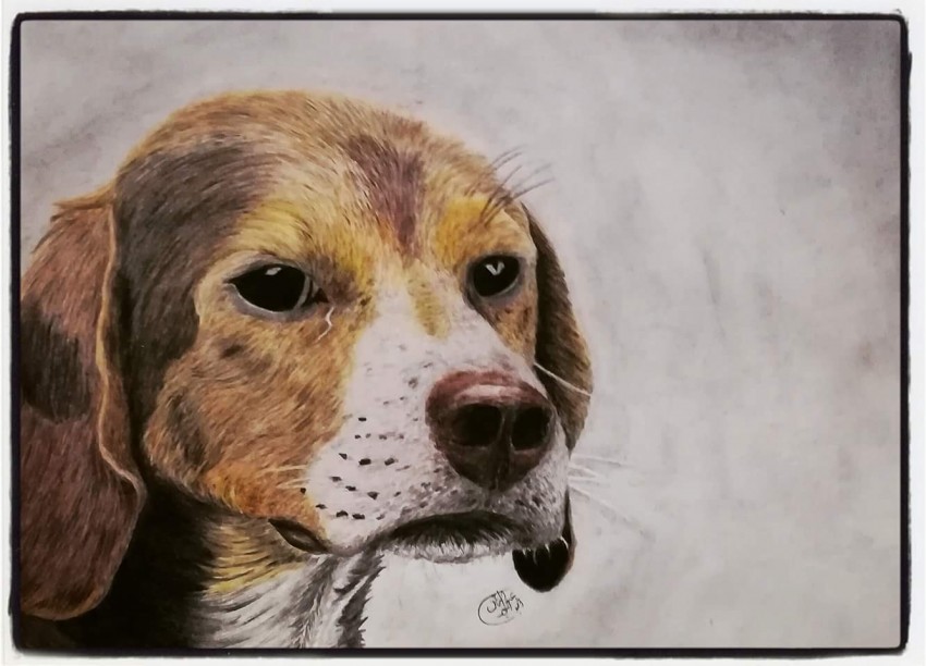 Nice Dog