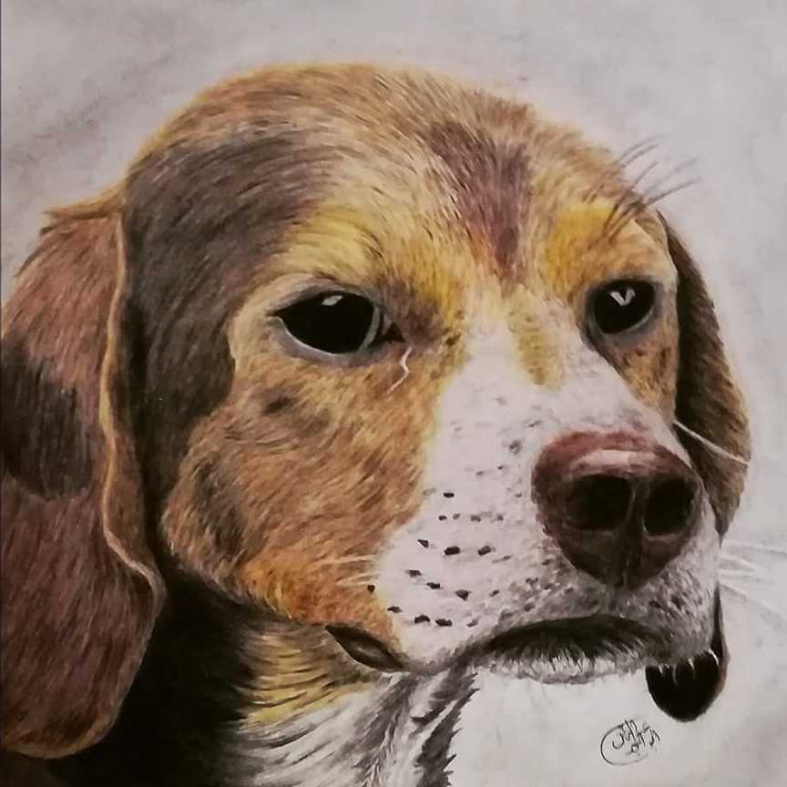 Nice Dog