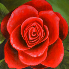Red Rose