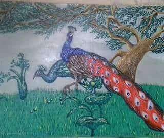 The Peacock