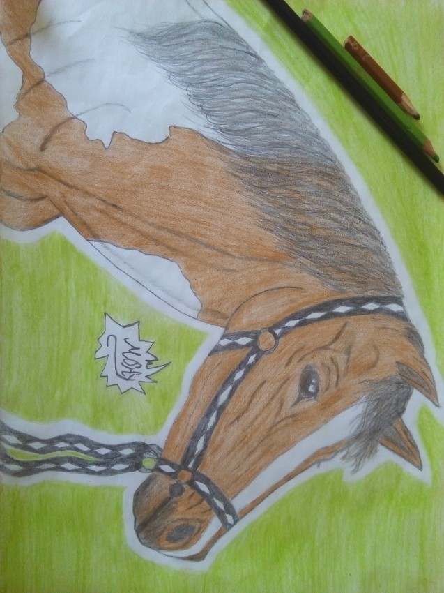 حصان عربي أصيل