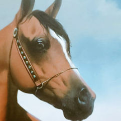 خيل عربي