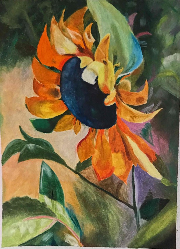 زهرة عباد الشمس