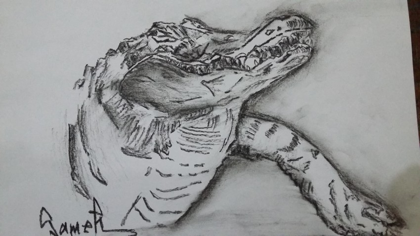 Crocodile