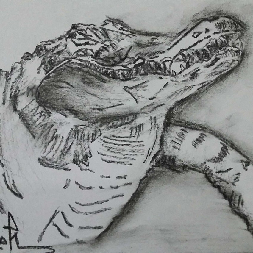 Crocodile