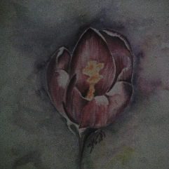 زهره