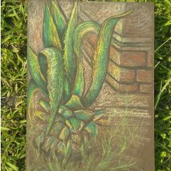 Plant