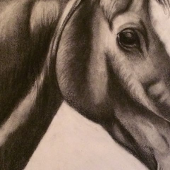 Magic Of The Horse