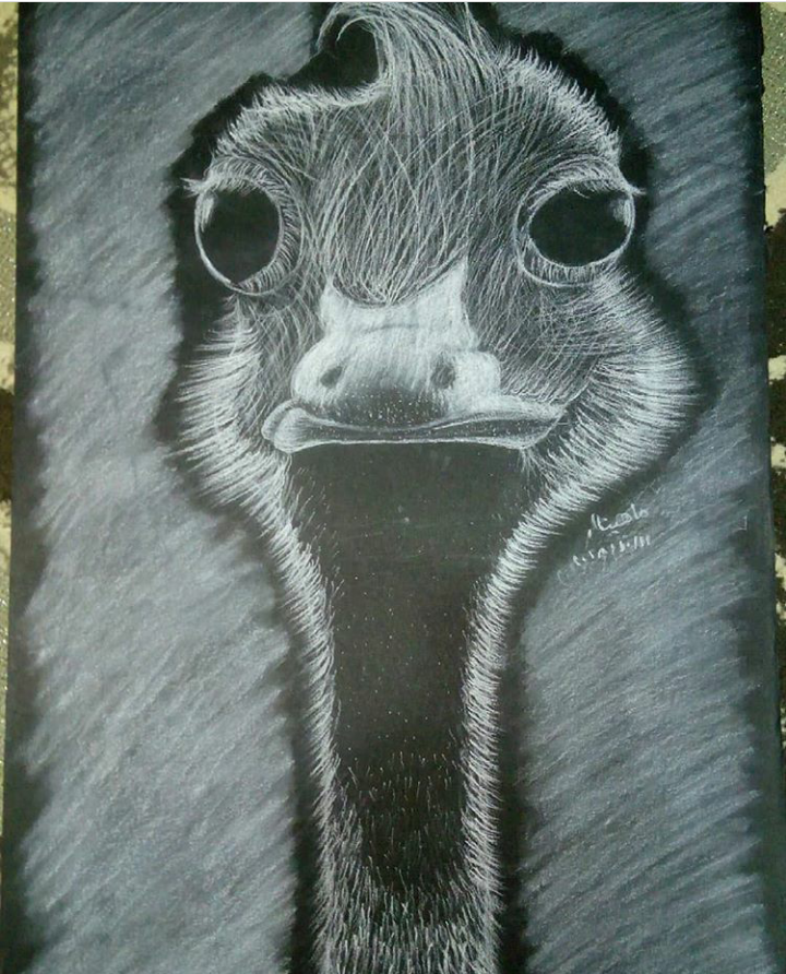 Ostrich