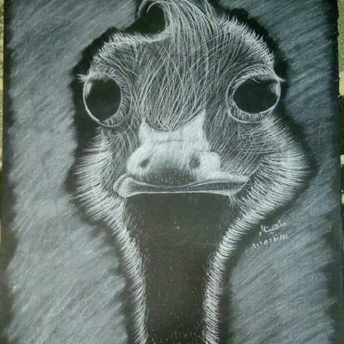 Ostrich