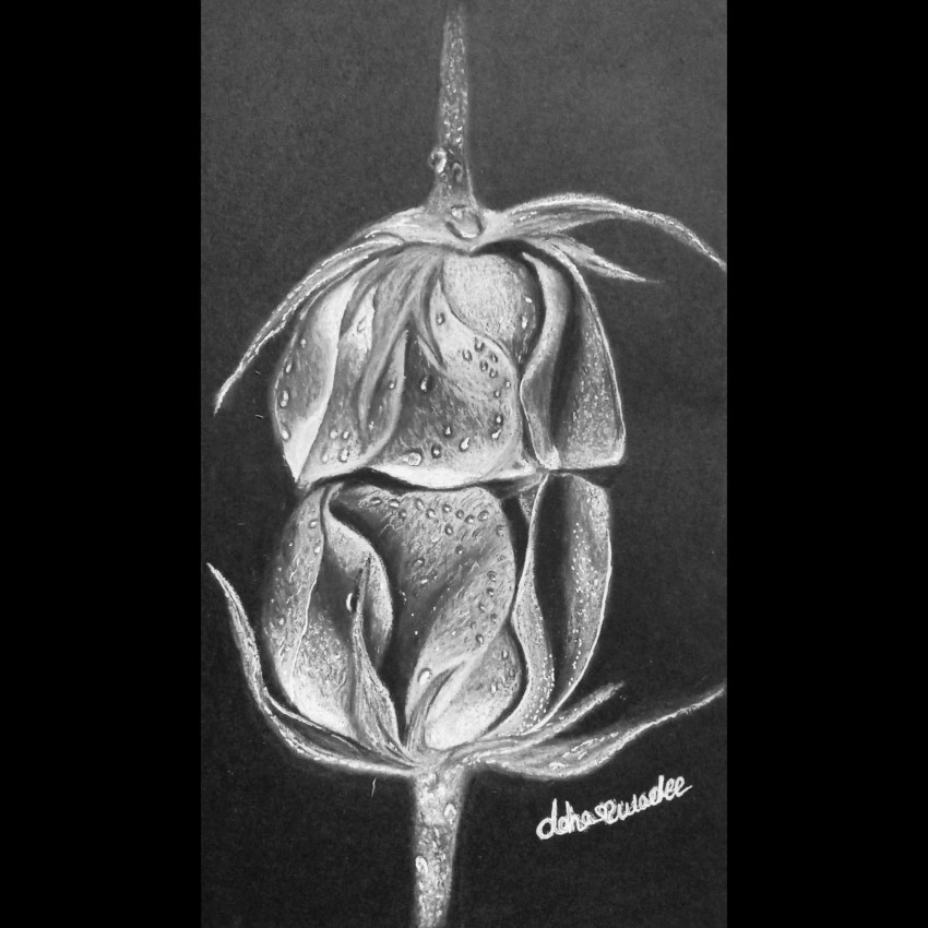 Roses Of Darkness
