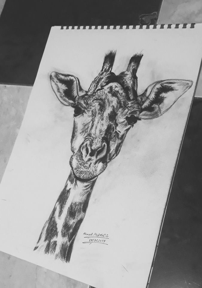 Giraffe