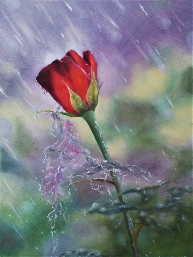 Rainy Rose