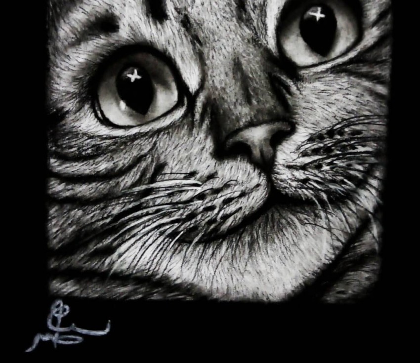 نظرات القط 😻