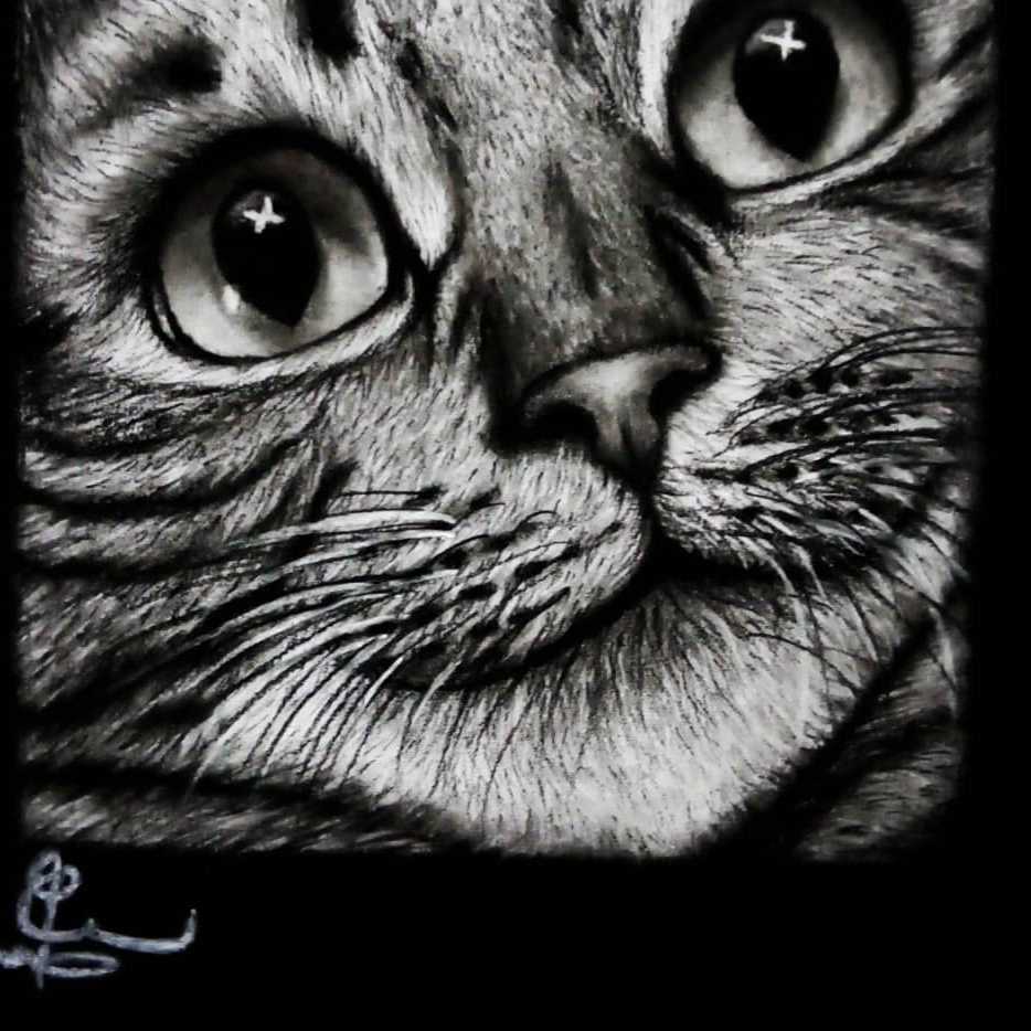 نظرات القط 😻