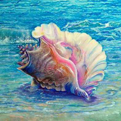 Coquillage De Mer