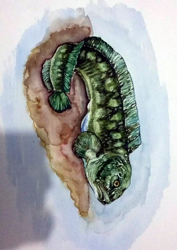 Wolf Fish