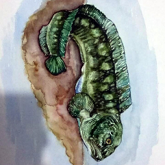 Wolf Fish