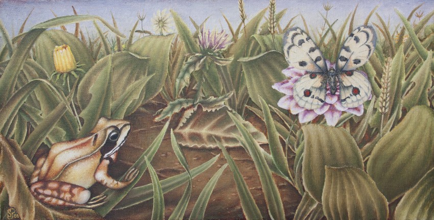 Carpathian Meadow