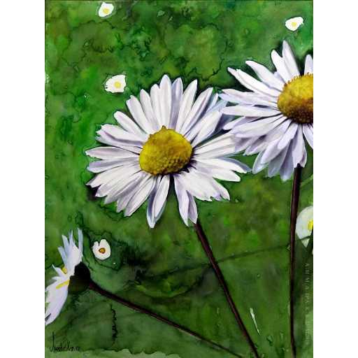 Daisy