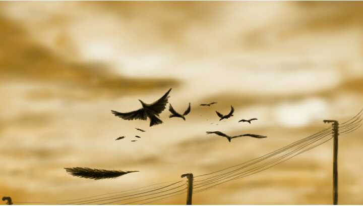 Crows